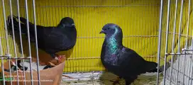 SEPASANG MERPATI JAWA SUNGUT HITAM