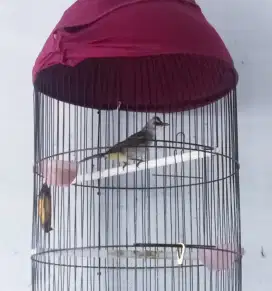 Burung rawatan burcil