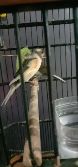 Burung kenari kuning bond