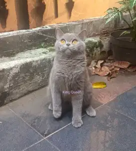 Kucing BSH British Shorthair Blue Solid Betina 10 bulan Parent Ped