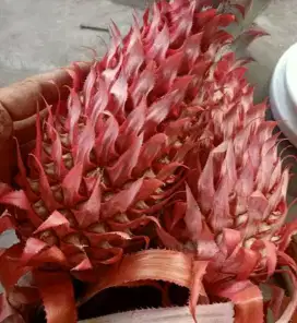 Jual buah nanas merah / nanas muda segar