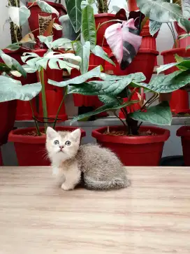 MUNCHKIN GOLDEN BSH BETINA