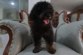 Lepas adopt poodle puppy