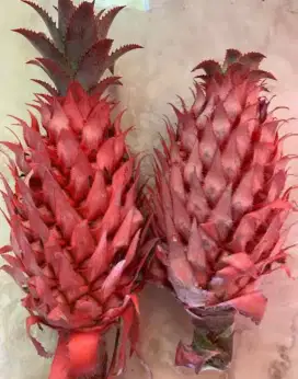 Menjual buah nanas merah / nanas muda segar