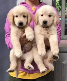 DIJUAL ANAK ANJING GOLDEN RETRIEVER