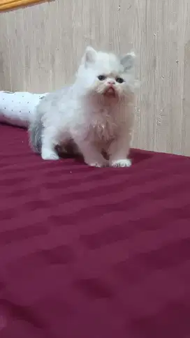 Kitten flatnose persia