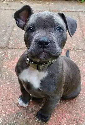 DIJUAL ANAK ANJING PITTBULL