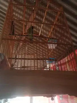 burung sudah gacor 500.000