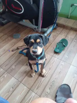 Anjing peranak rottweiler.2 bln.