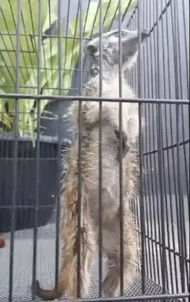 sepasang musang hias m3rkat 1 thn siap koleksi piara rawatan exotik ok
