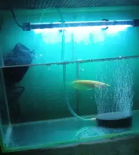 IKAN ARWANA SILVER ALBINO