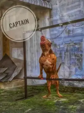 PITBULL XXL Thailand Bloodline
