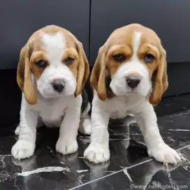 DIJUAL ANAK ANJING BEAGLE