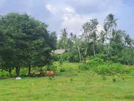 Dijual Tanah pekarangan Luas : 9725 m2 di Jembrana
