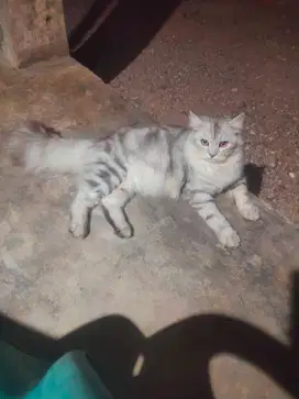 Lepas adop anakan kitten persia 2 betina , satu jantan gembul