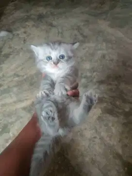Lepas adop anakan kitten persia 2 betina , satu jantan gembul