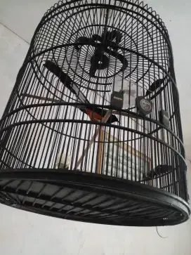 Dijual murai batu medan