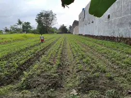Di Jual Tanah Sawah Luas Sleman Maguwoharjo
