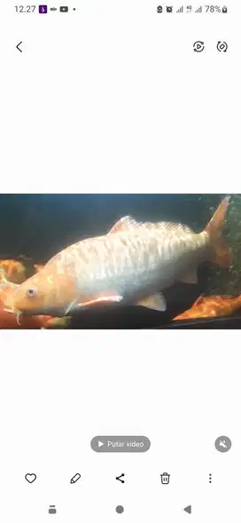 Ikan Koi Import dan F1 bersertifikat 70 Cm rata 55 Bu, (Video Japri)