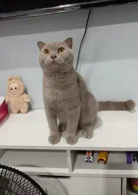 BSH FOLD LILAC JANTAN