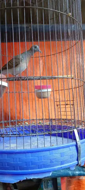 Burung perkutut lokal