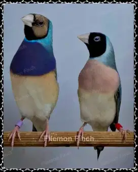 Burung Gould Amadine