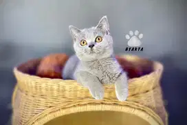 Kucing BSH - Betina: Blue Solid