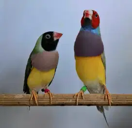 Burung Gould Amadine