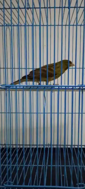 Burung Kenari Spanish Timbrado