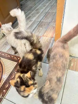 Kucing Persia Flatnose 3 ekor betina