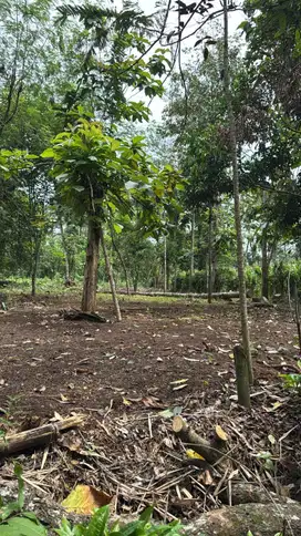 Tanah kavling kebun