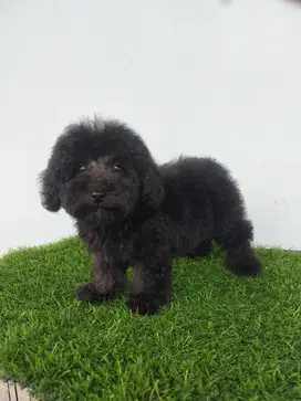 Dark Silver / Black Toy Poodle