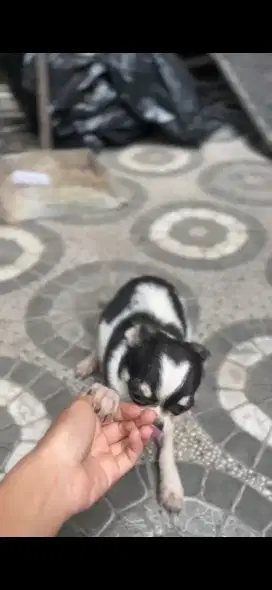 anakan chihuahua betina