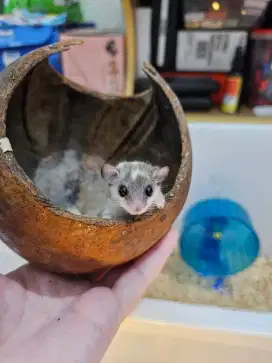 Dormice jantan siap kawin