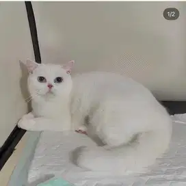 british short hair kucing bsh