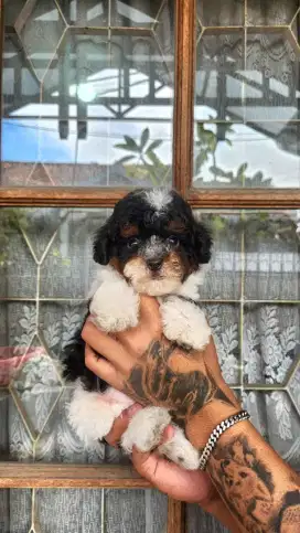 POODLE TRICOLOR PARTY LANGKA JANTAN STAMBUM VAKSIN CHIP