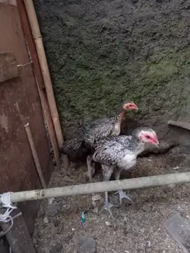 Jual ayam bakngkok