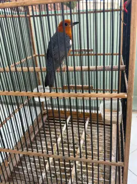 Anis merah 2ekor jual rugi