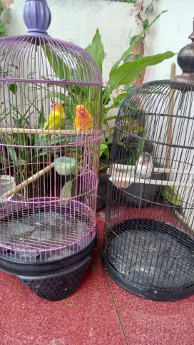 Di jual Lovebird