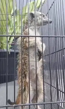 sepasang garangan hias merkat 1 thn siap koleksi hewan exotik unik top