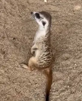 sepasang garangan hias meerkat 1 thn siap koleksi hewan exotik unik ok