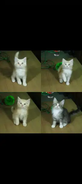 kucing kitten anakan persia anggora ragdoll himalaya mainecoon
