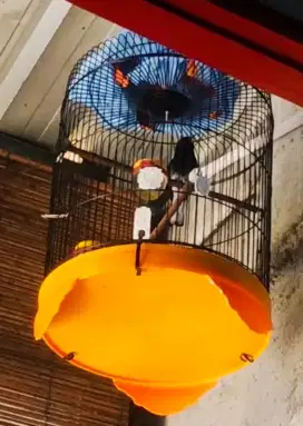 Burung Kacer Jabar Body Big Gacor (Burja)