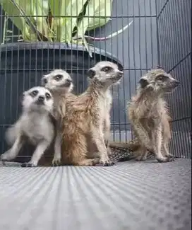 sepasang musang hias m34kat 1 thn siap koleksi hewan exotik unik puas