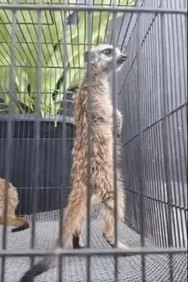 sepasang musang hias merkat 1 thn siap koleksi hewan exotik unik puas
