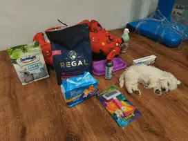 Di jual hewan peliharaan anjing dog bichon