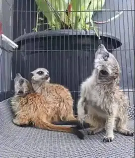 sepasang musang hias m3rkat siap piara koleksi hewan exotik unik puas