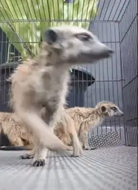 sepasang musang hias merkat siap piara koleksi hewan exotik unik puas