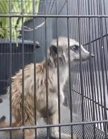 sepasang musang afrika meerkat 1 thn siap hewan koleksian exotik puas