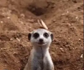 sepasang musang afrika meerkat 1 thn siap hewan koleksian exotik puas